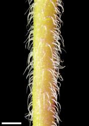 Veronica calycina. Stem, showing long bifarious hairs. Scale = 1 mm.
 Image: P.J. Garnock-Jones © P.J. Garnock-Jones CC-BY-NC 3.0 NZ
